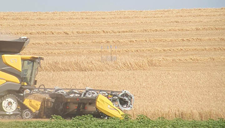 Deux nids de busards protégés en Charente !